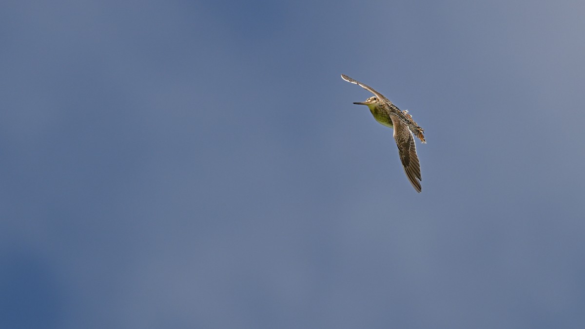 Common Snipe - ML588906091