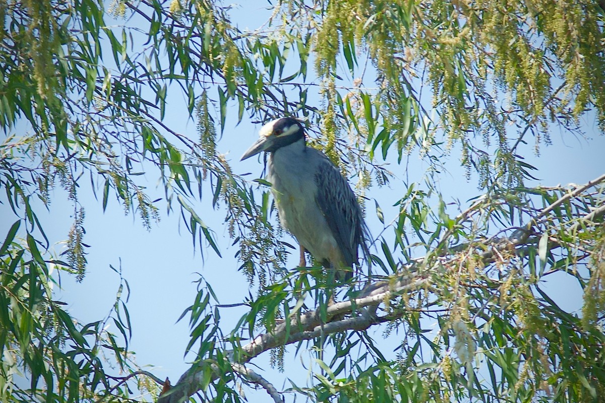 Yellow-crowned Night Heron - Stanton Hunter