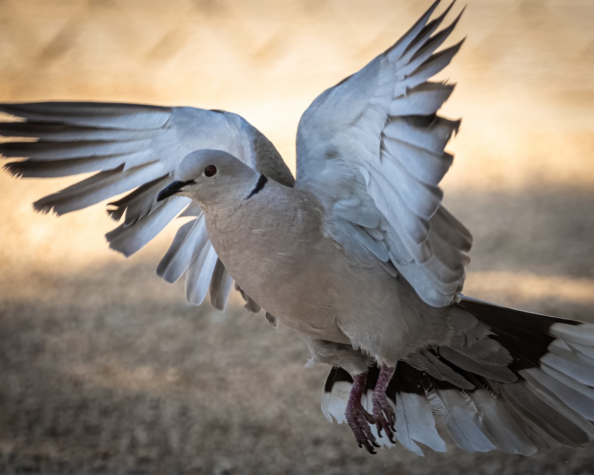 Eurasian Collared-Dove - ML588906681