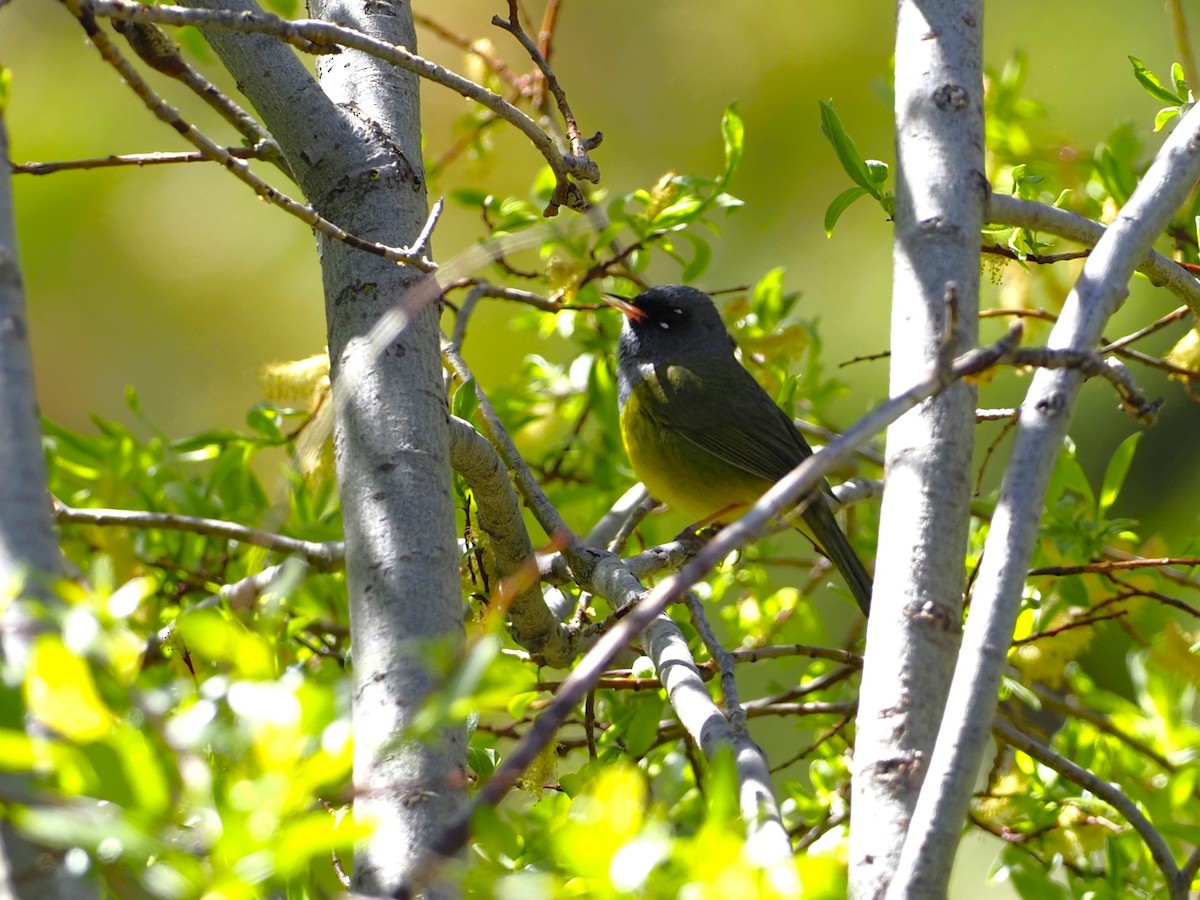MacGillivray's Warbler - ML588906751