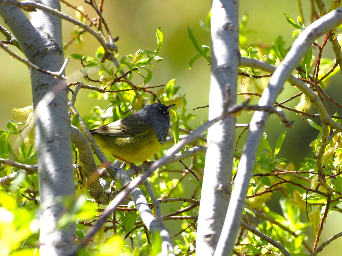MacGillivray's Warbler - ML588906761