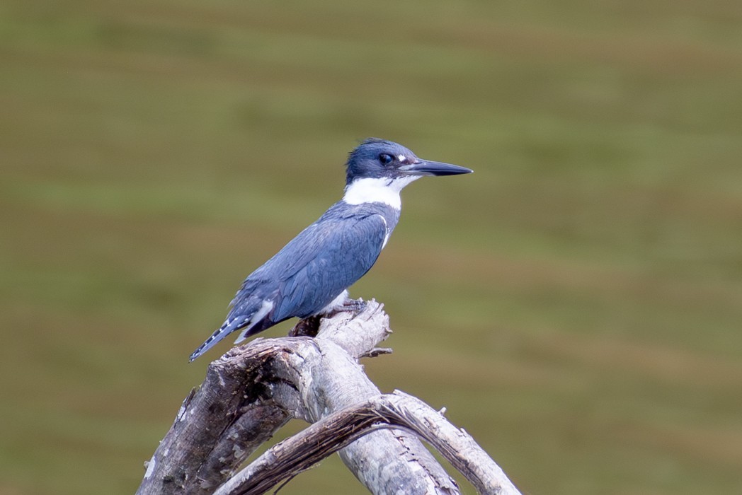 Belted Kingfisher - ML588906791