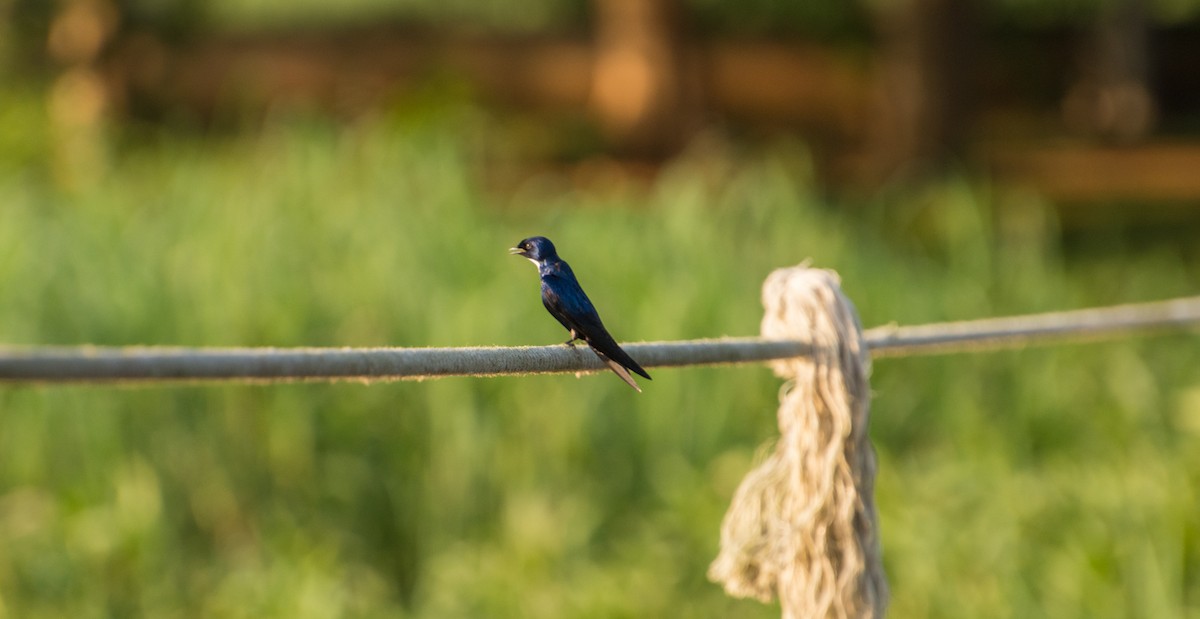 White-throated Blue Swallow - Larry Joseph
