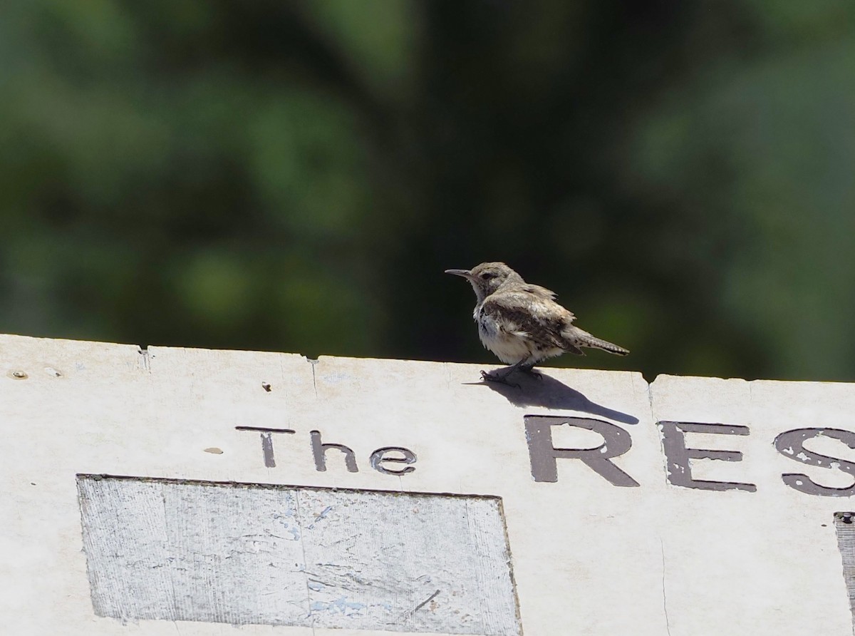 Rock Wren - ML588907011