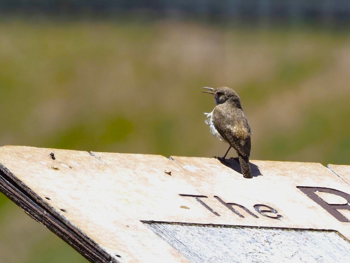 Rock Wren - ML588907021