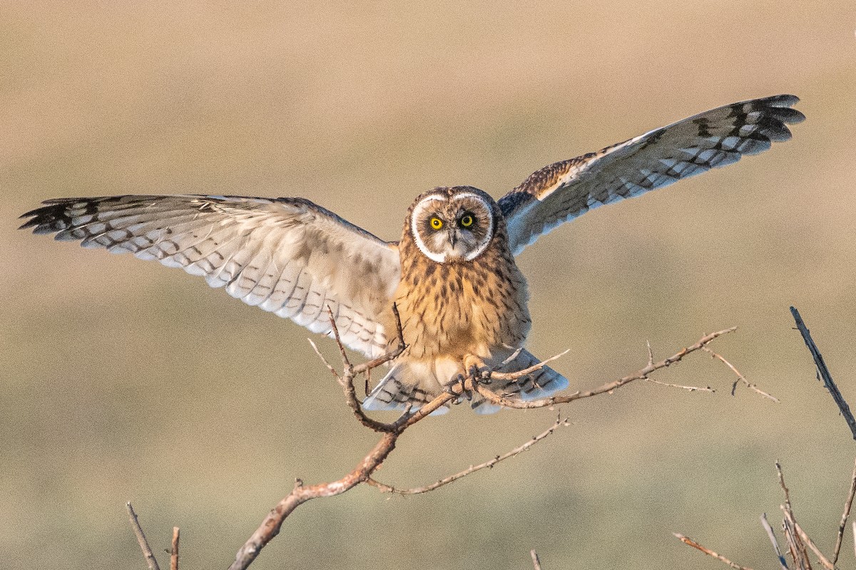 Hibou des marais - ML588907111