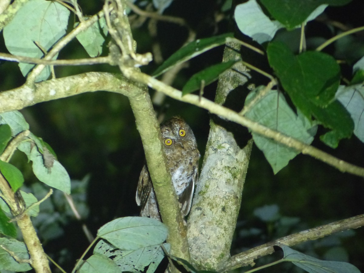 Luzon Scops-Owl - Jenny Bowman