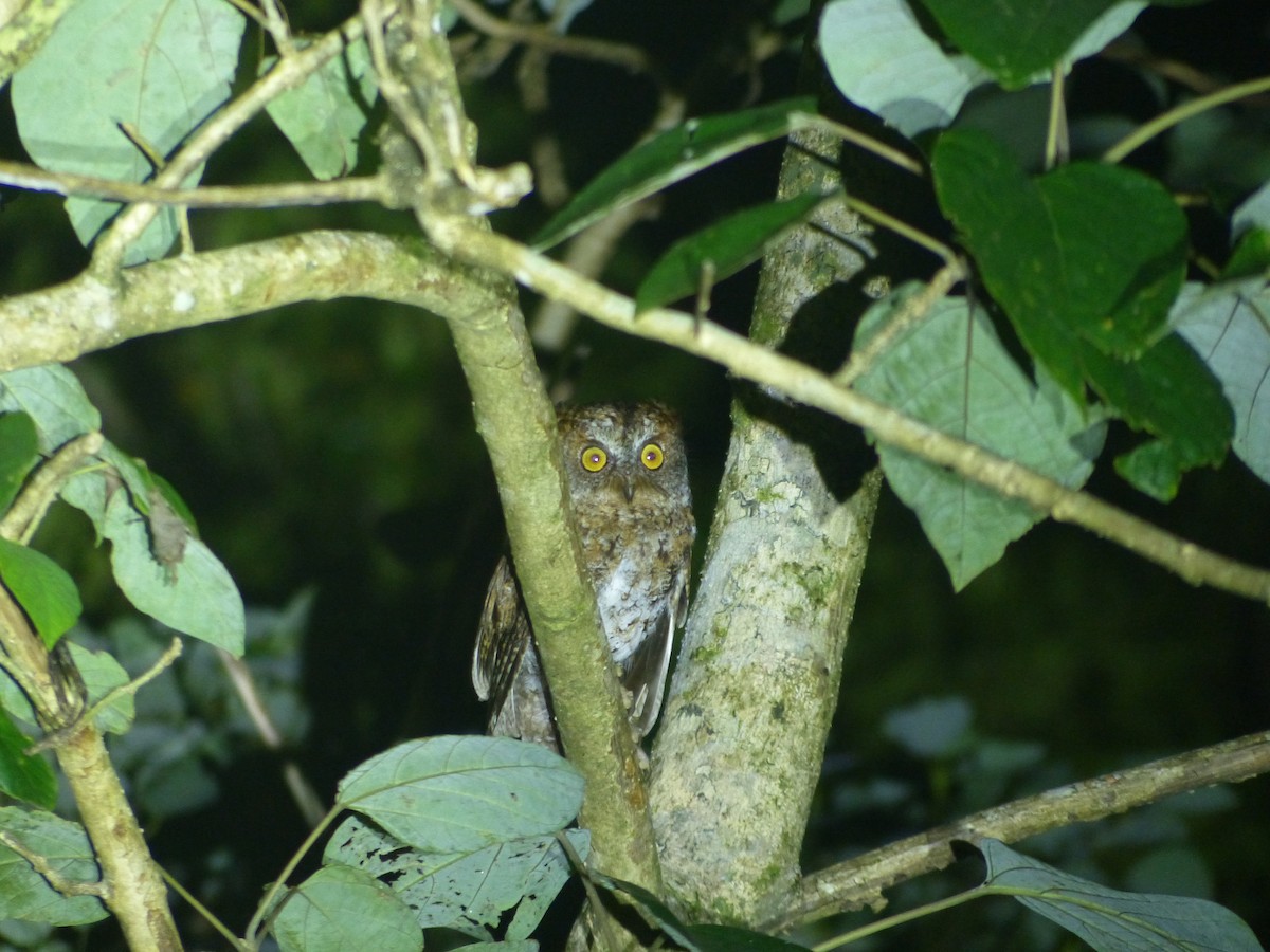 Luzon Scops-Owl - Jenny Bowman