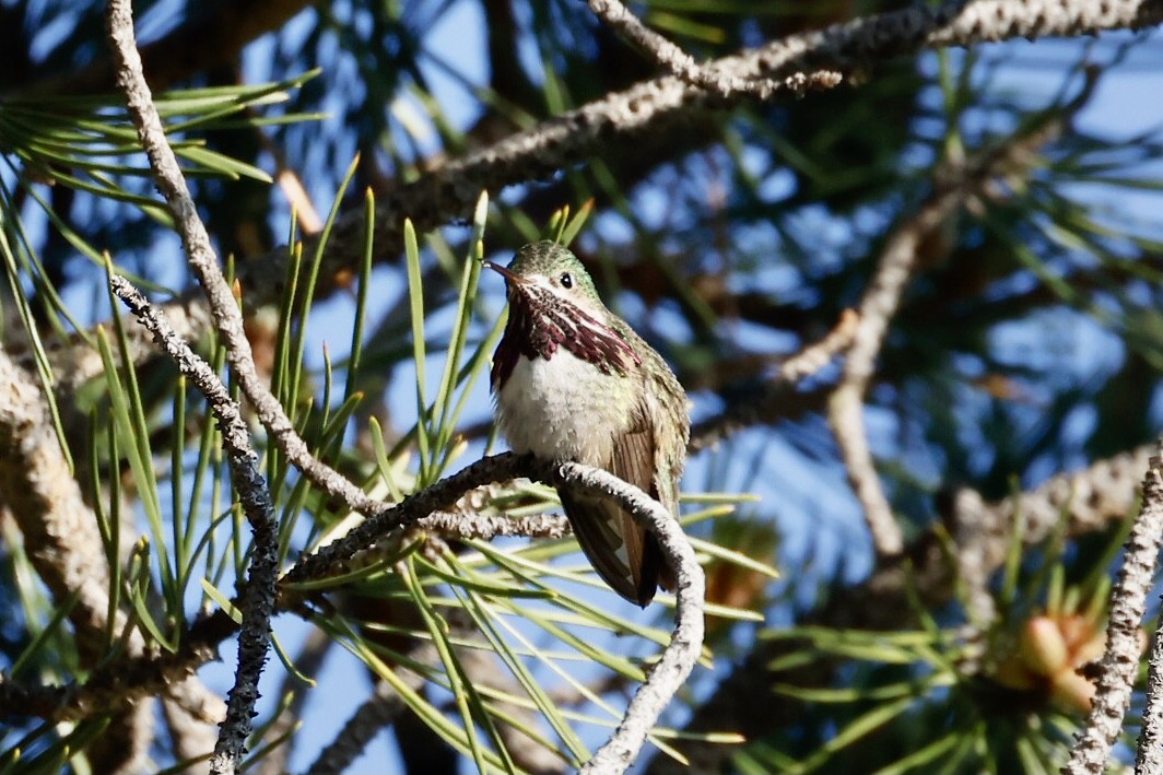 Calliope Hummingbird - ML588908221