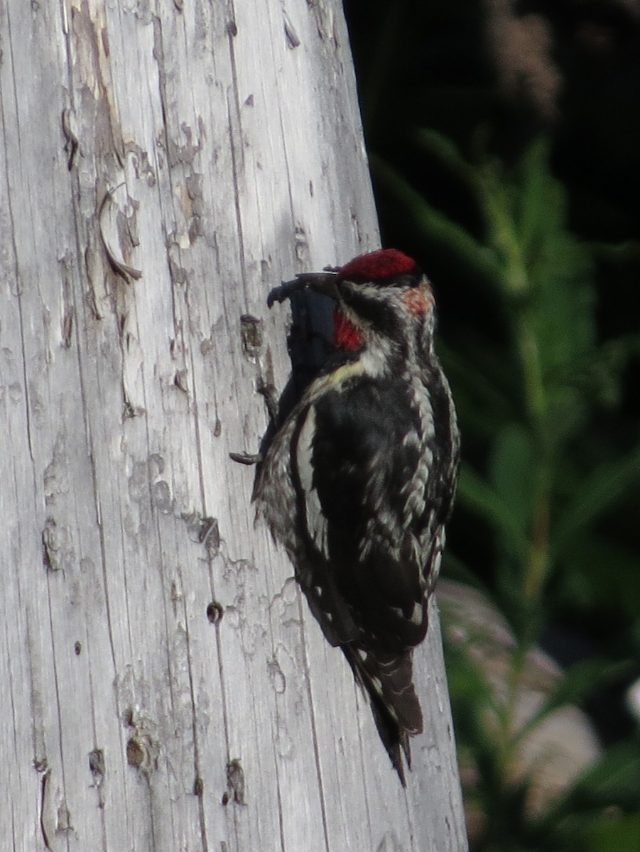 Red-naped Sapsucker - ML588908311