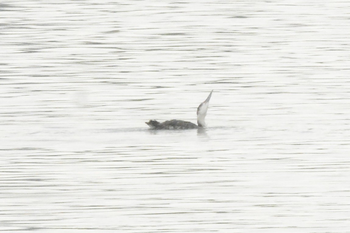 Common Loon - Mark Witmer