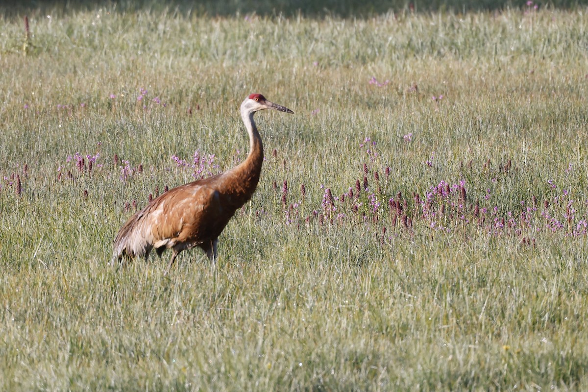 Sandhill Crane - ML588908541