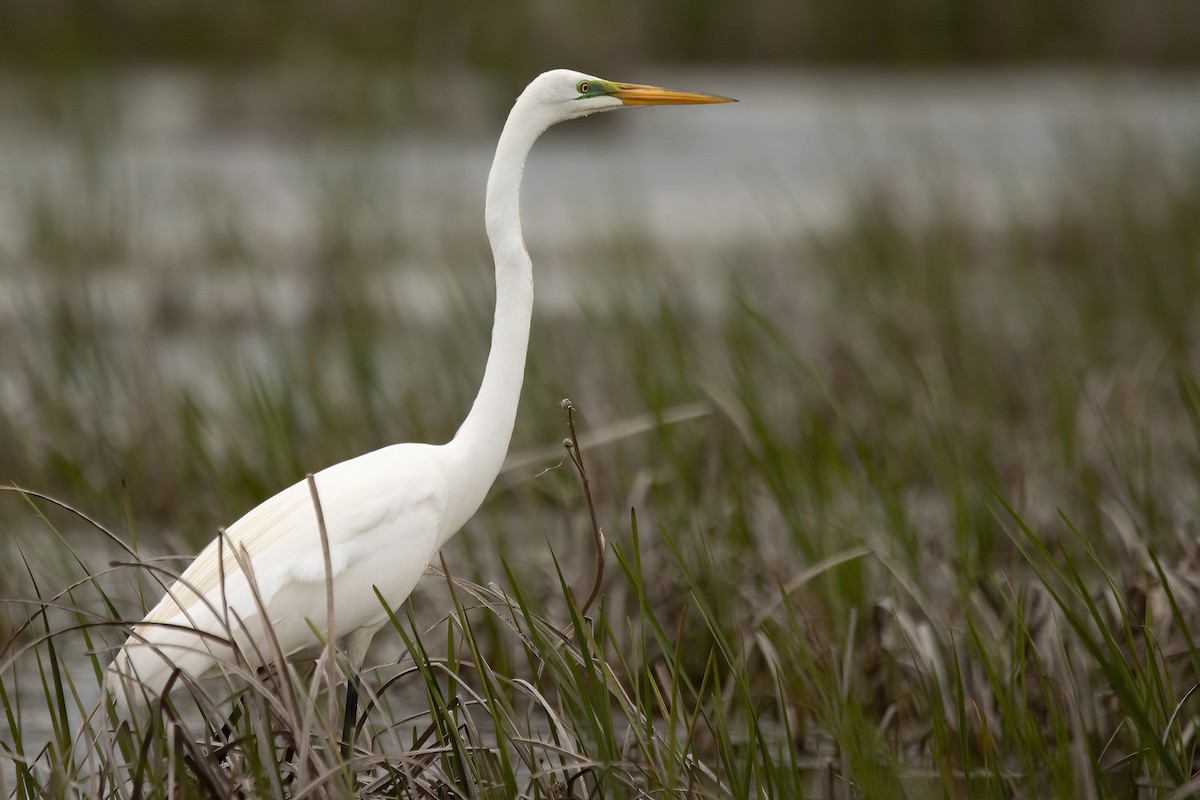 Great Egret - Emilia Deino