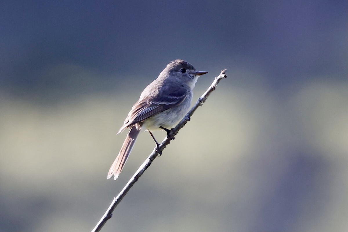 Dusky Flycatcher - ML588908671