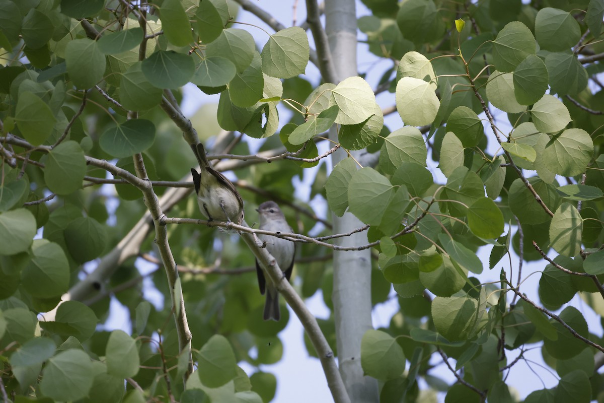 Warbling Vireo - ML588908811