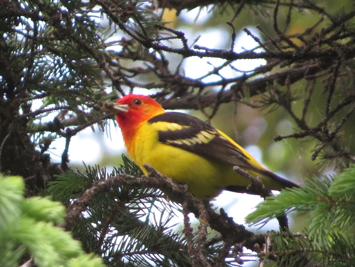 Western Tanager - ML588908901