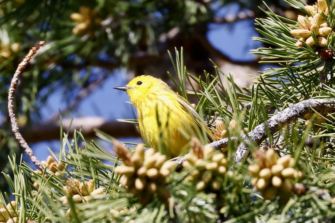 Paruline jaune - ML588909001