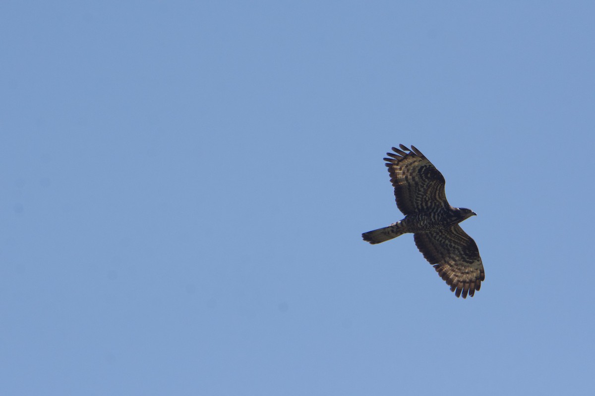 Abejero Europeo - ML588909171