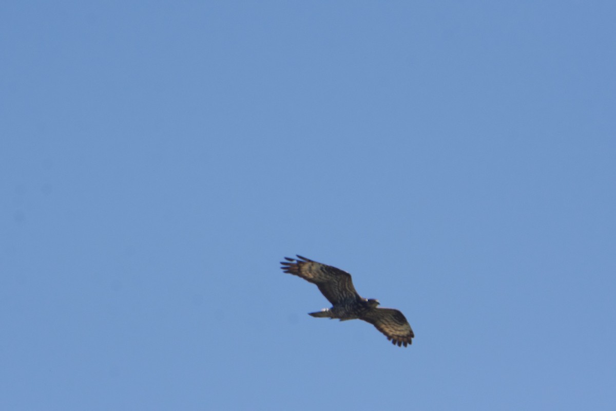 Abejero Europeo - ML588909201