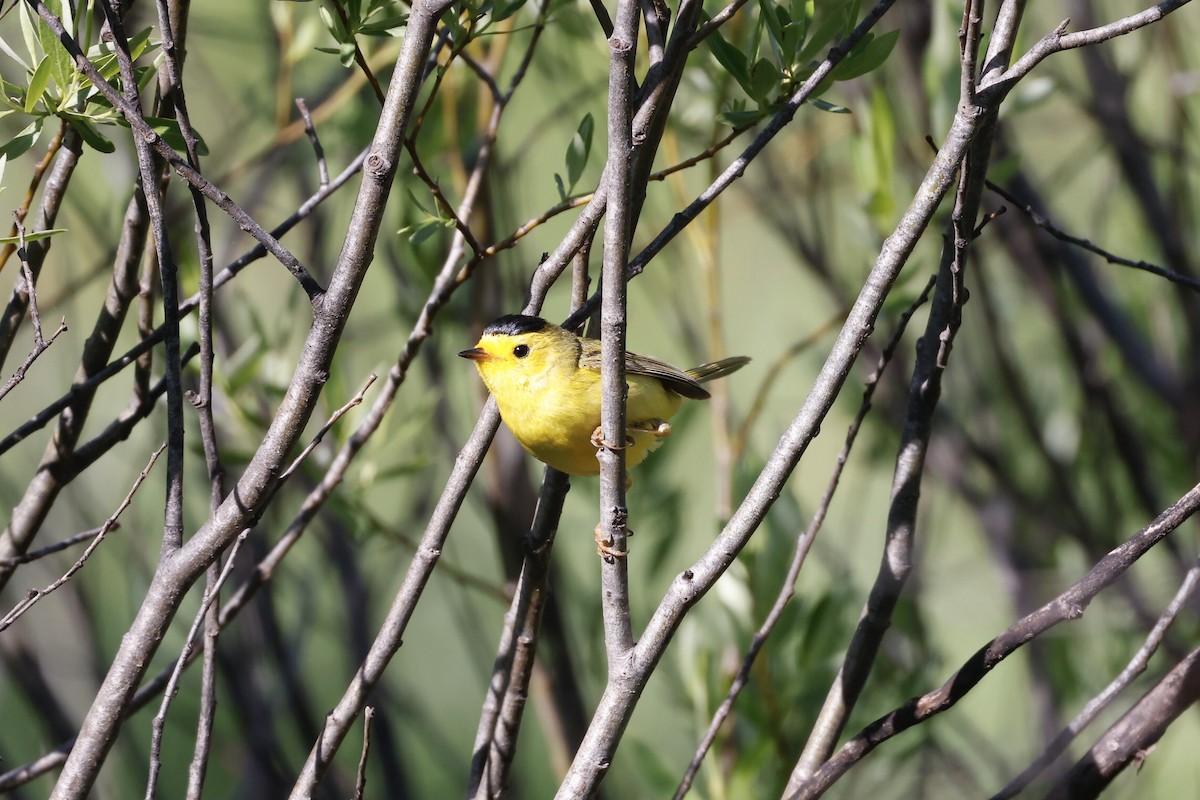 Wilson's Warbler - ML588909231