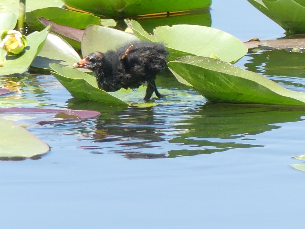 Common Gallinule - Betty Holcomb