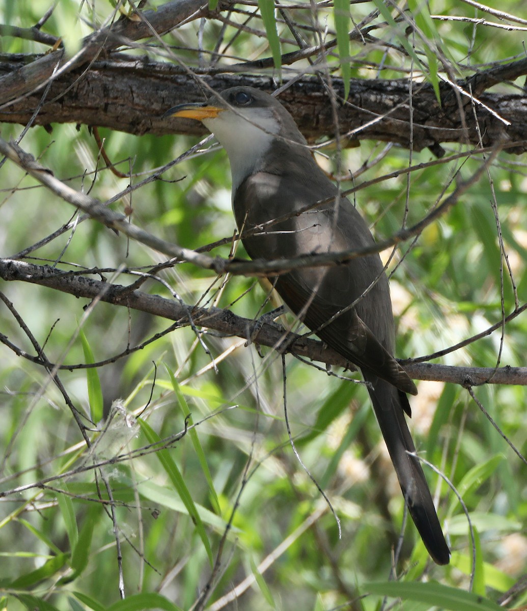 Cuclillo Piquigualdo - ML588909361