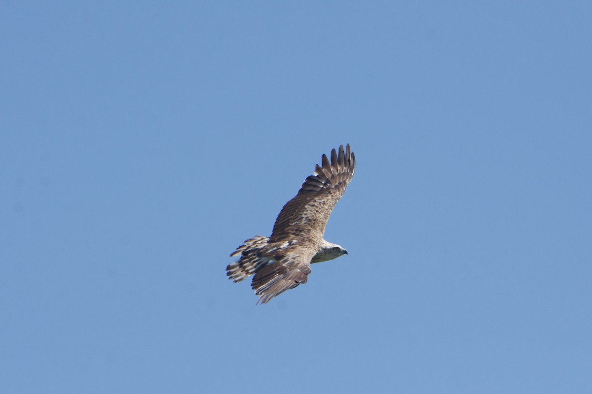 Short-toed Snake-Eagle - ML588909461