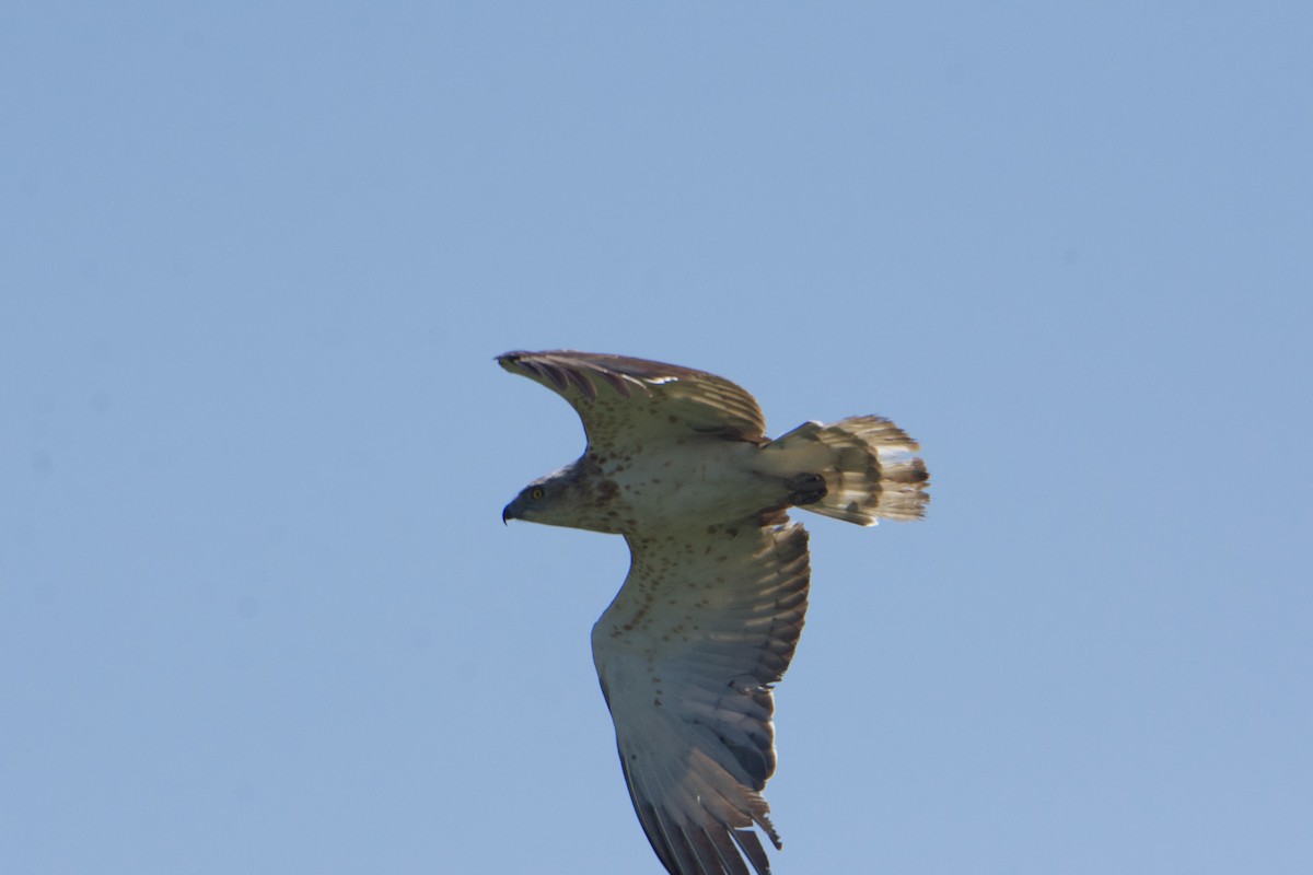 Short-toed Snake-Eagle - ML588909471