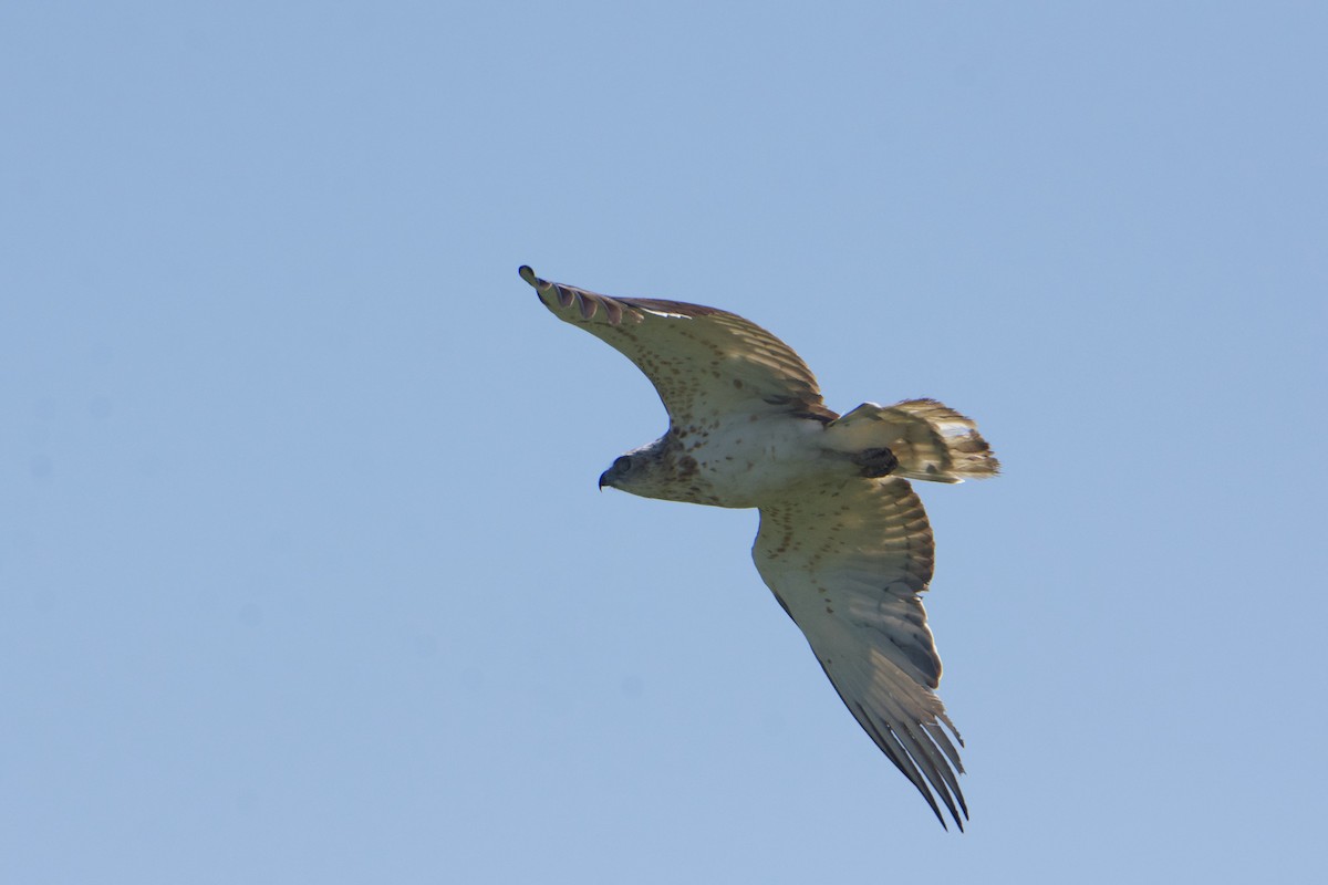 Short-toed Snake-Eagle - Jose Paulo Monteiro