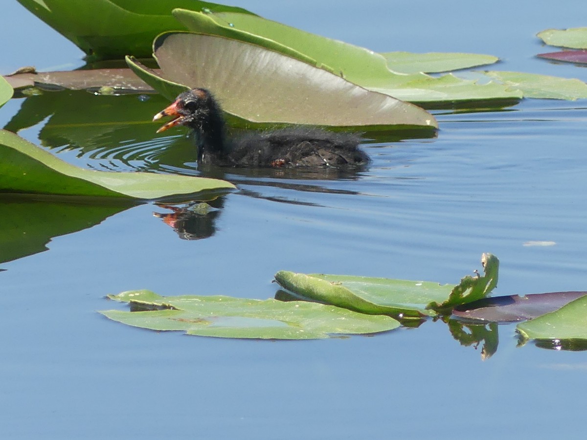 Common Gallinule - Betty Holcomb