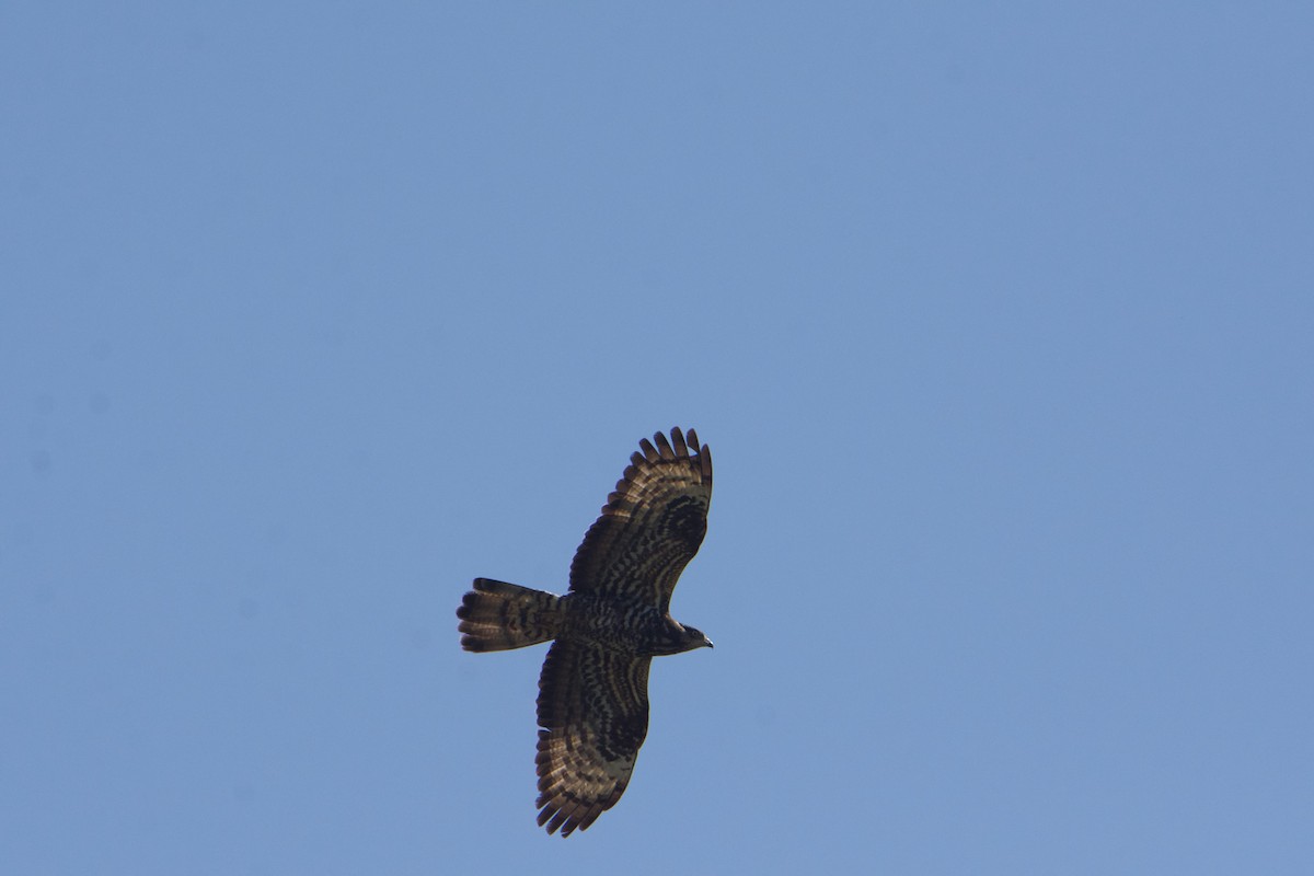 Abejero Europeo - ML588909651