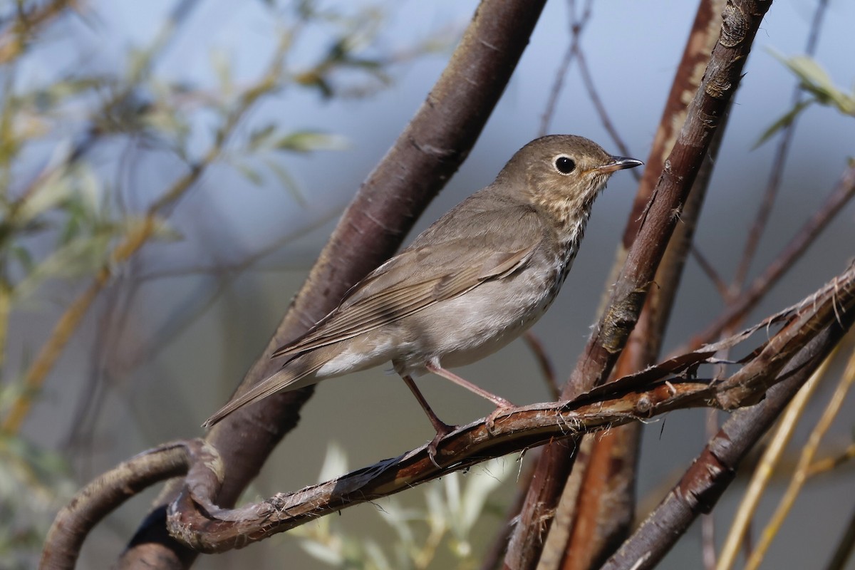 Swainson's Thrush - ML588909771