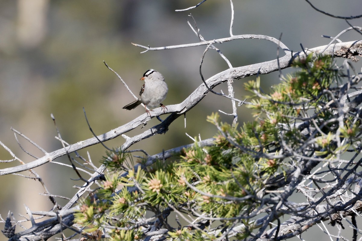 White-crowned Sparrow - ML588909901