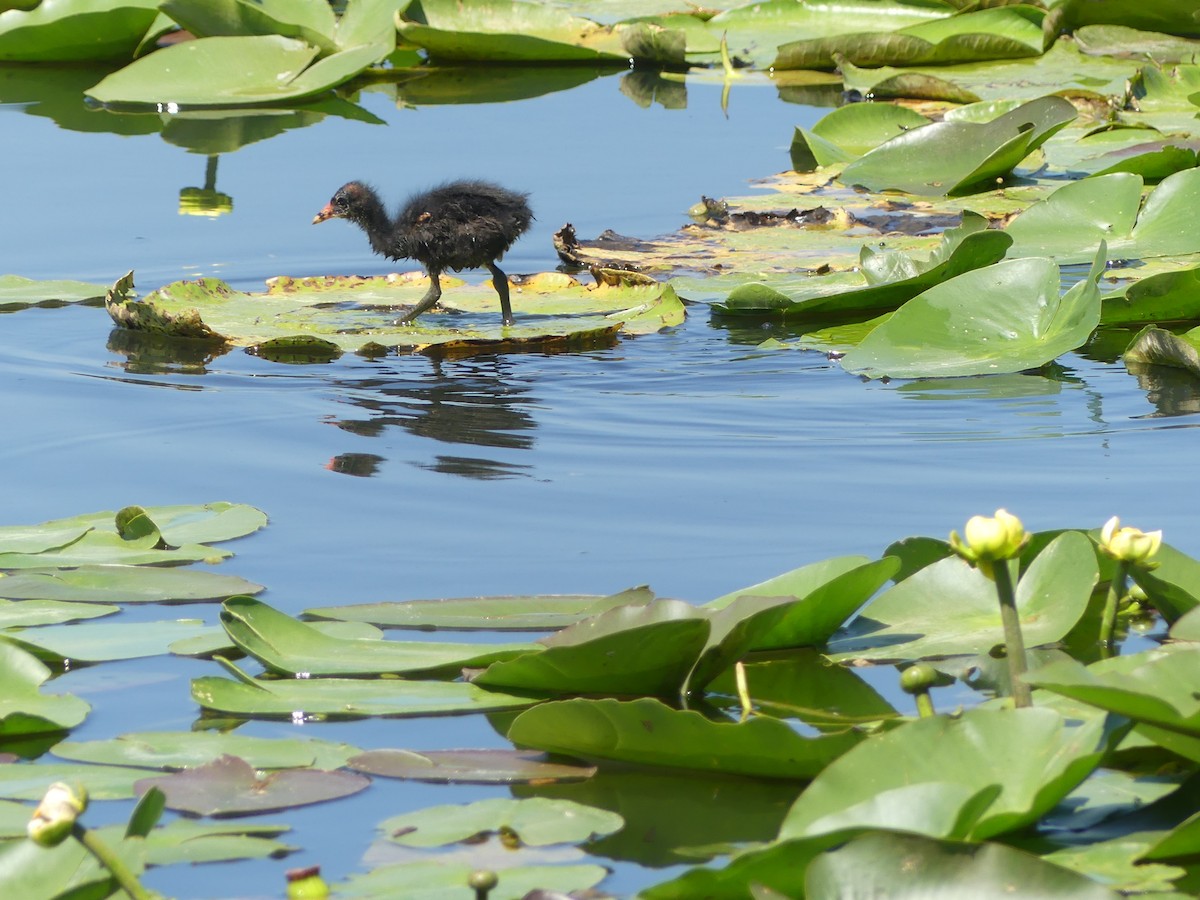 Common Gallinule - Betty Holcomb