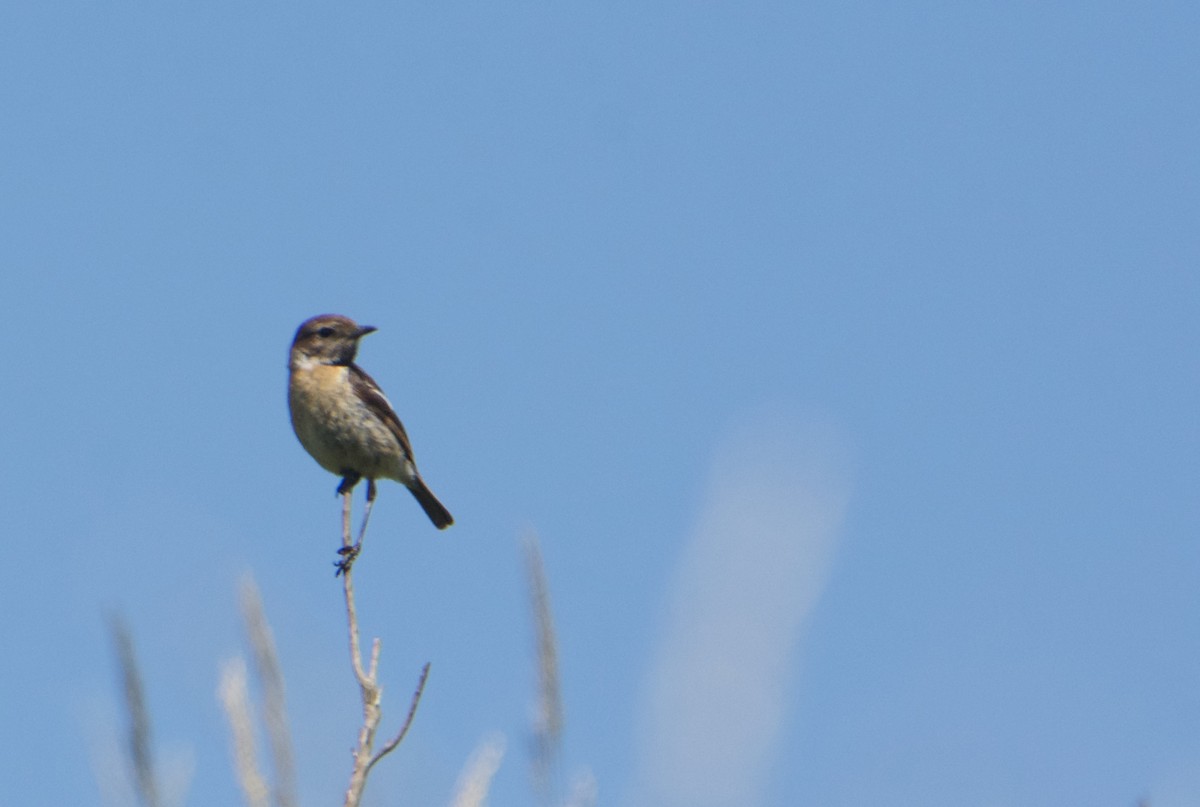 European Stonechat - ML588910491