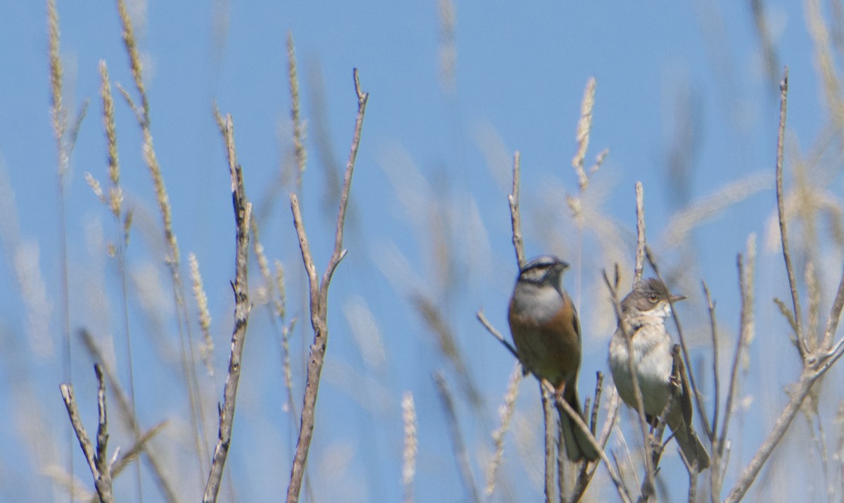 Greater Whitethroat - ML588910701