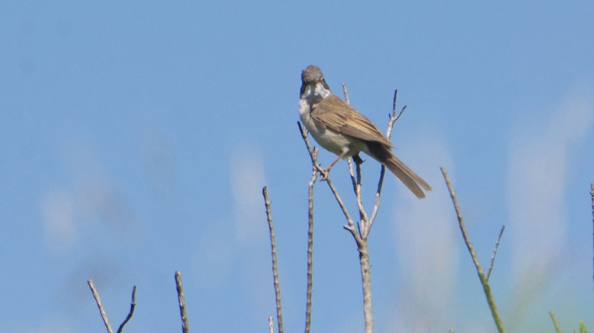 Greater Whitethroat - ML588910711