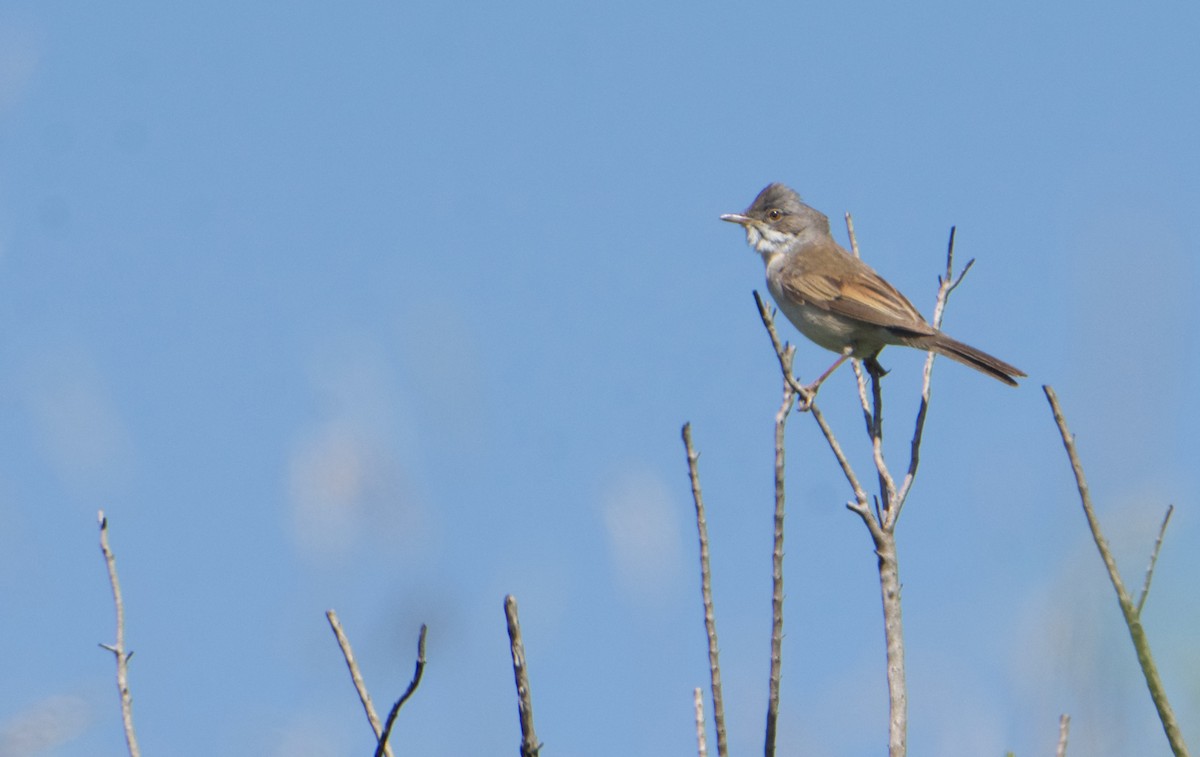 Greater Whitethroat - ML588910721