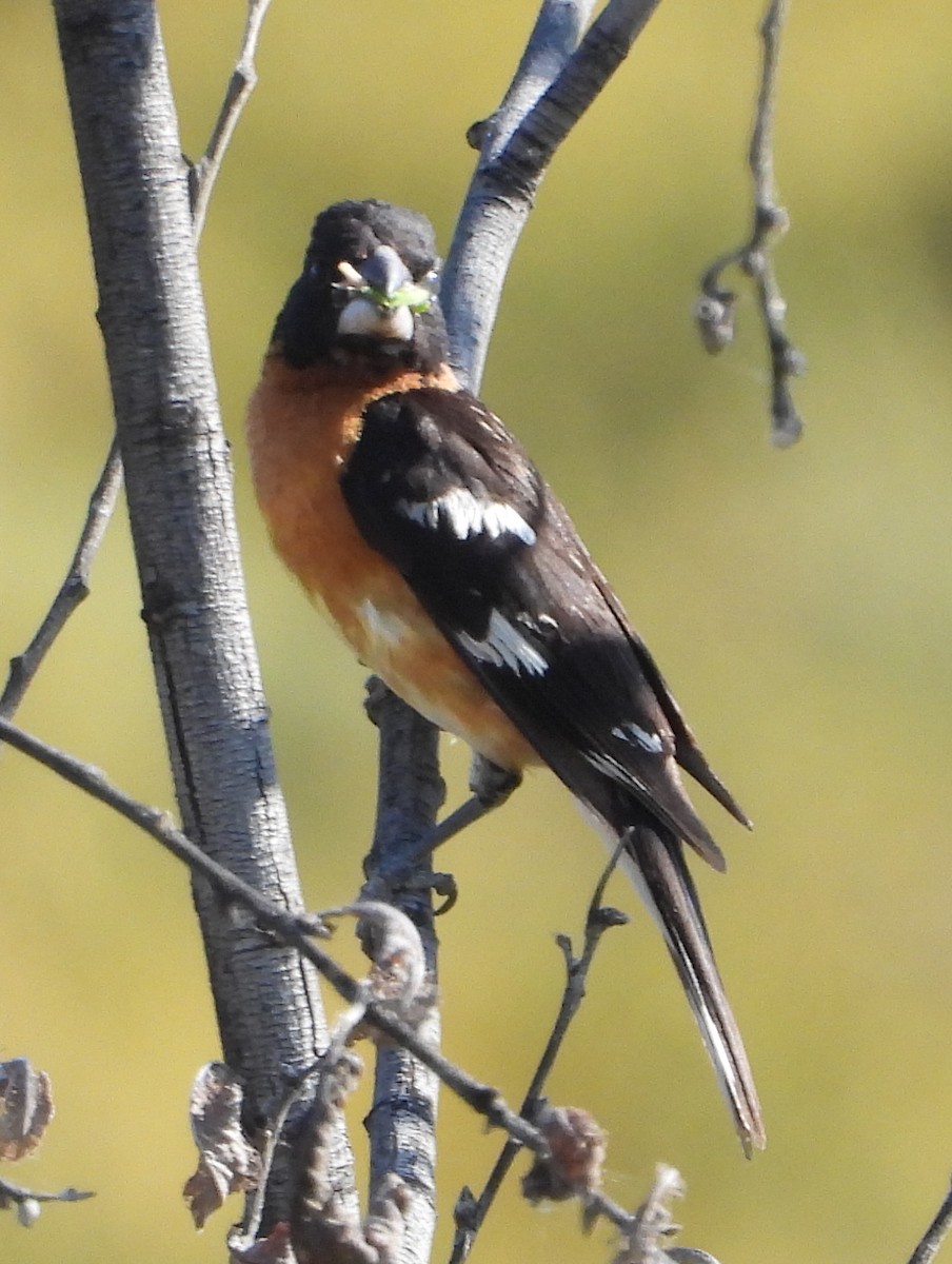 Black-headed Grosbeak - ML588911061