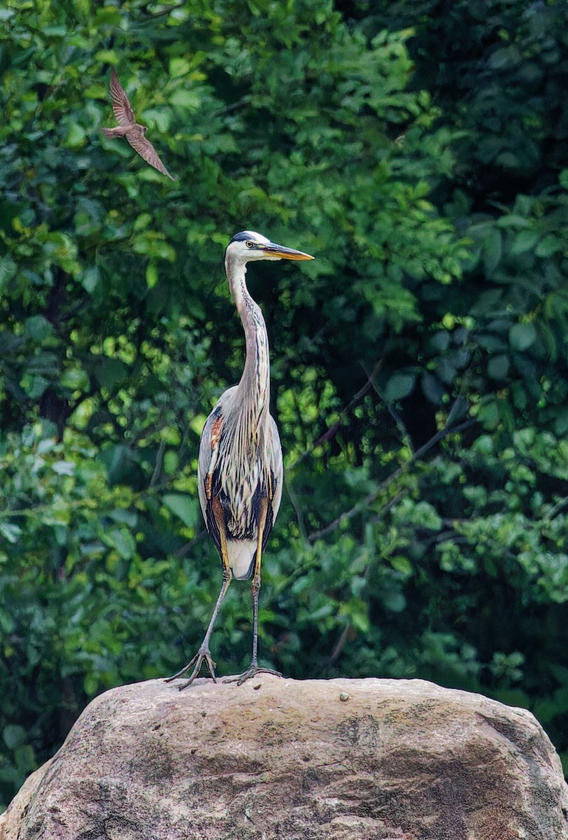 Great Blue Heron - ML588911751