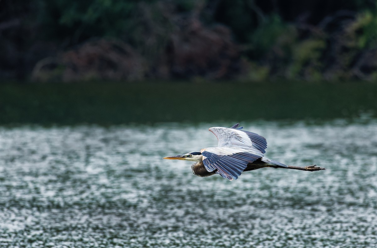 Great Blue Heron - ML588911761