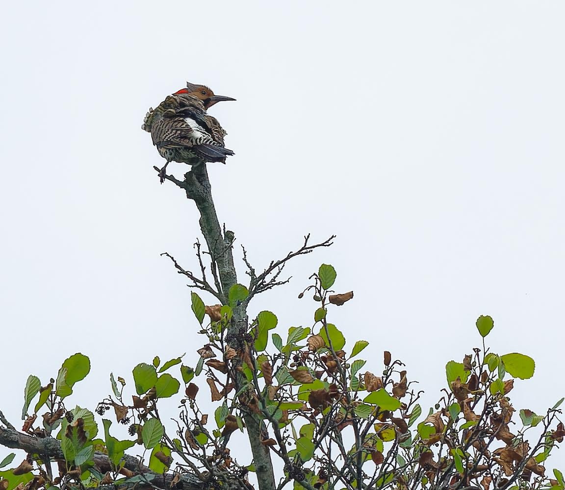 Northern Flicker - ML588911781