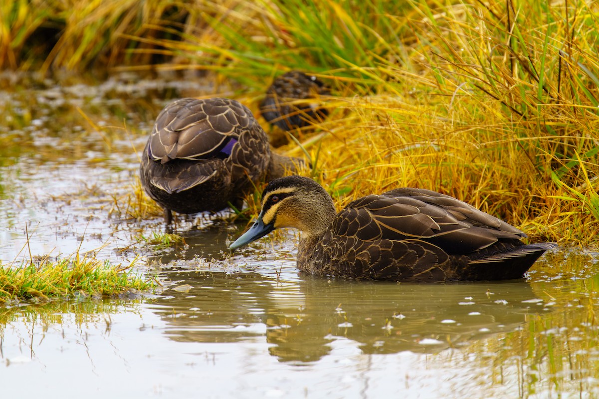 Pacific Black Duck - ML588911821