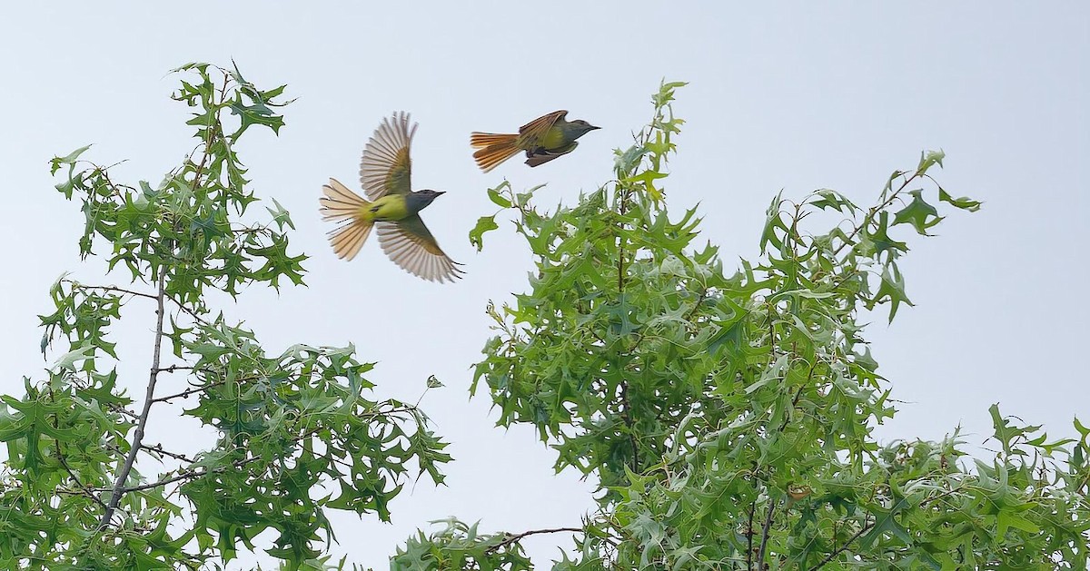 Great Crested Flycatcher - ML588911861