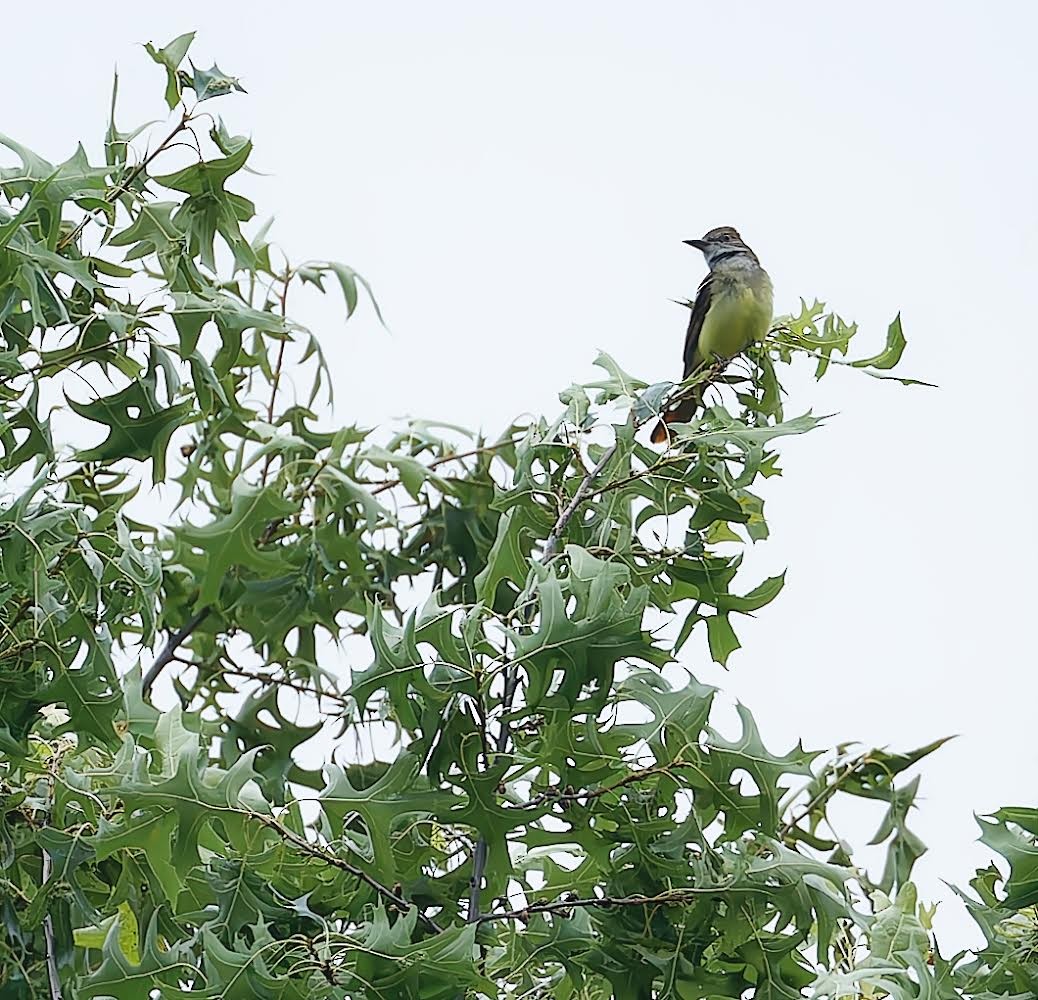 Great Crested Flycatcher - ML588911871