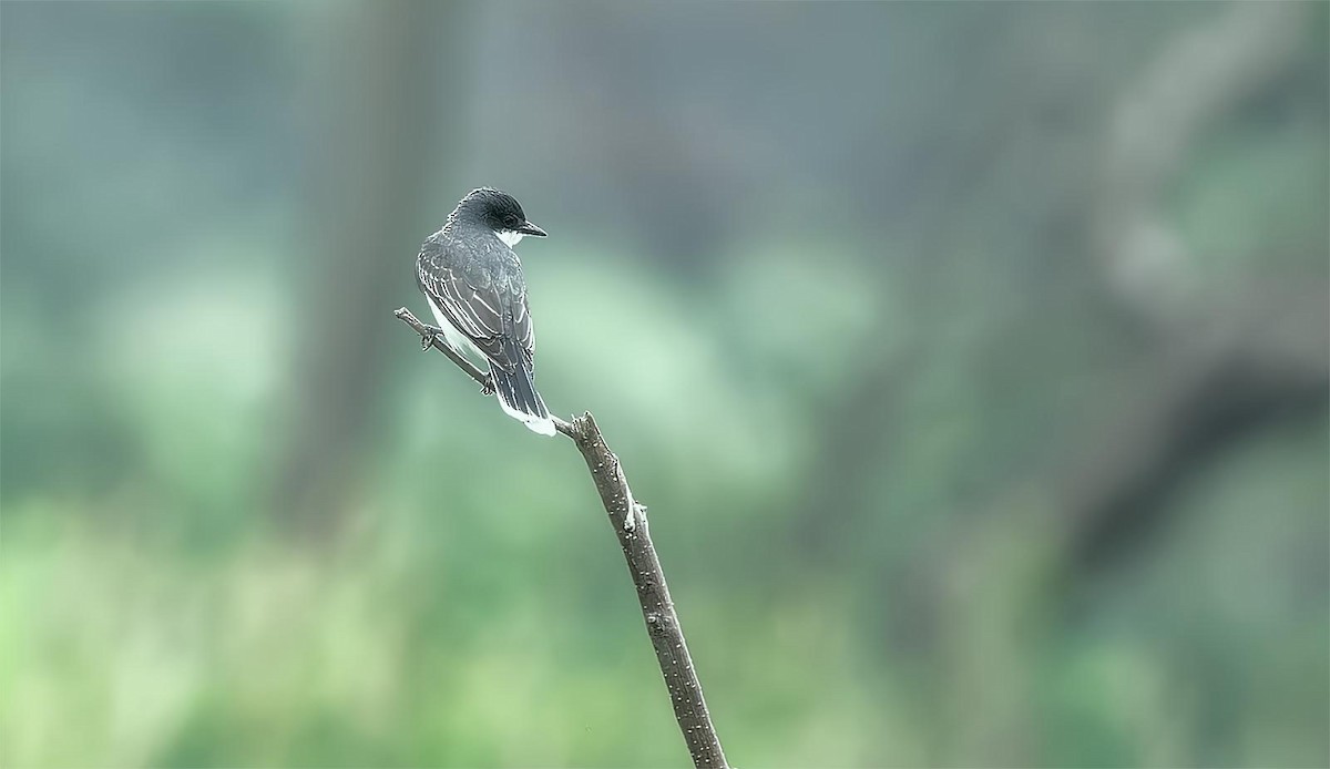 Schieferrücken-Königstyrann - ML588911981