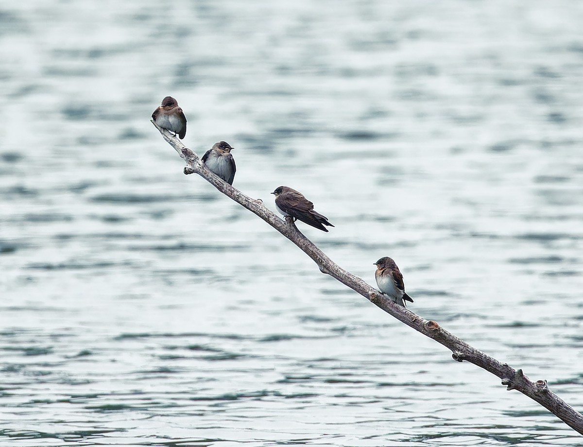 Northern Rough-winged Swallow - ML588912011