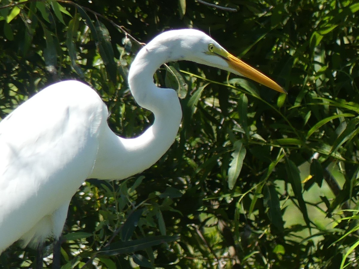 Great Egret - ML588912051