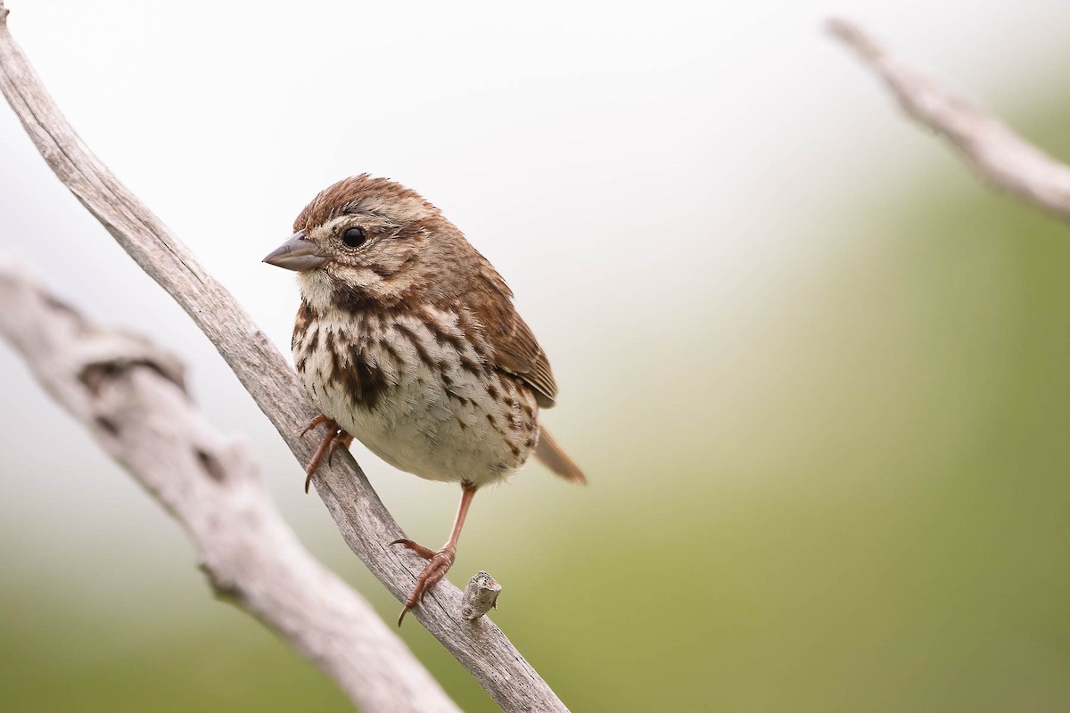 Song Sparrow (melodia/atlantica) - ML588912101