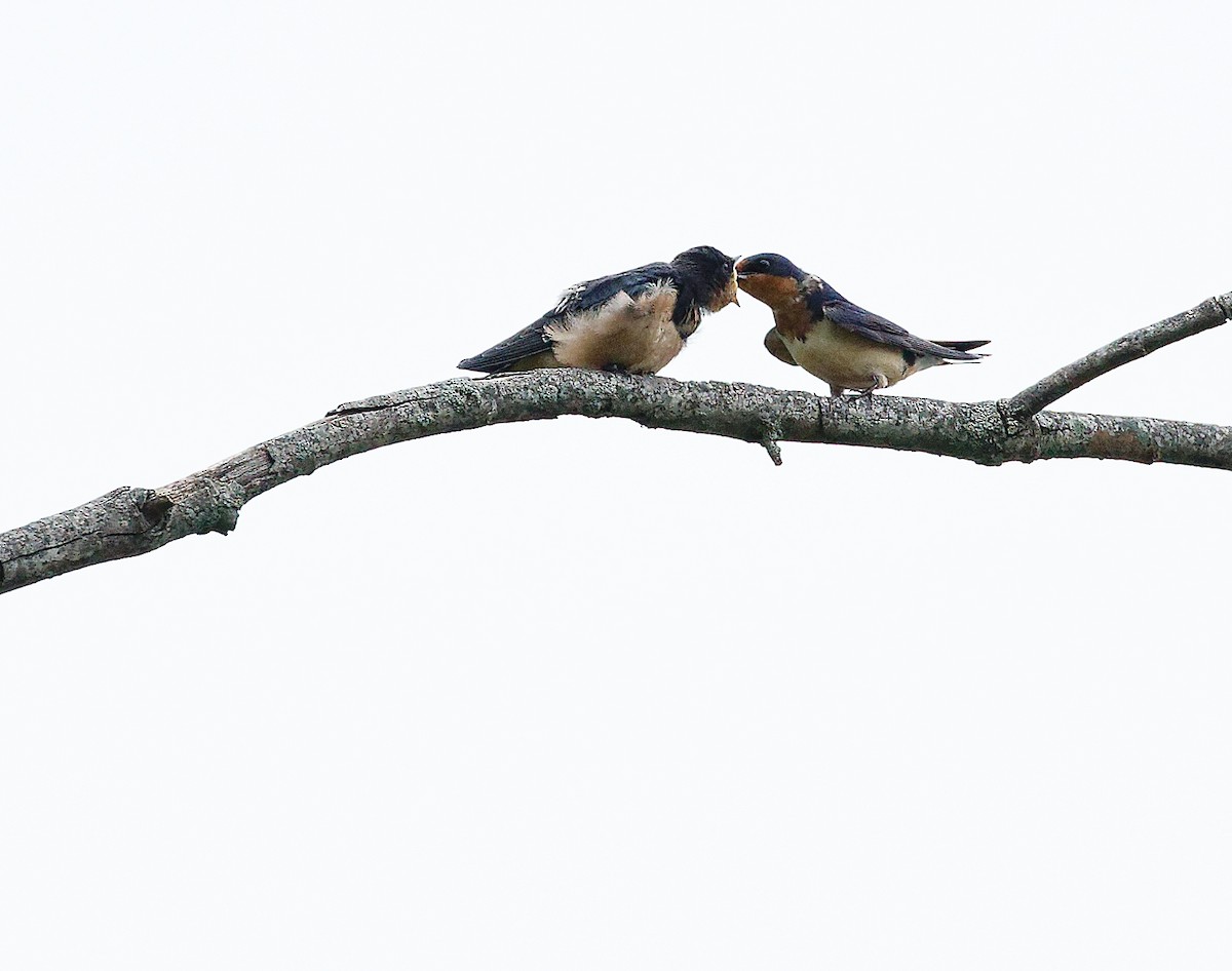 Barn Swallow - ML588912171